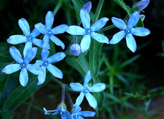 Beautiful Blue Flowers in the world